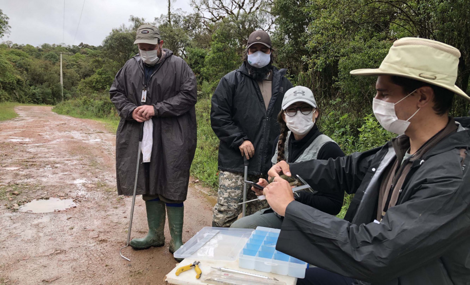Uma equipe de biólogos que atua nos estudos exigidos pelo projeto da Nova Ferroeste iniciou na semana passada a quarta e última campanha da fauna, que faz o levantamento e identificação das espécies existentes nas áreas do traçado da ferrovia. Espécies endêmicas de anfíbios, anta, onça-parda, aves e animais ameaçados de extinção foram identificados na Serra do Mar, onde foram realizados os trabalhos.Foto: Heloísa Vieira/AEN