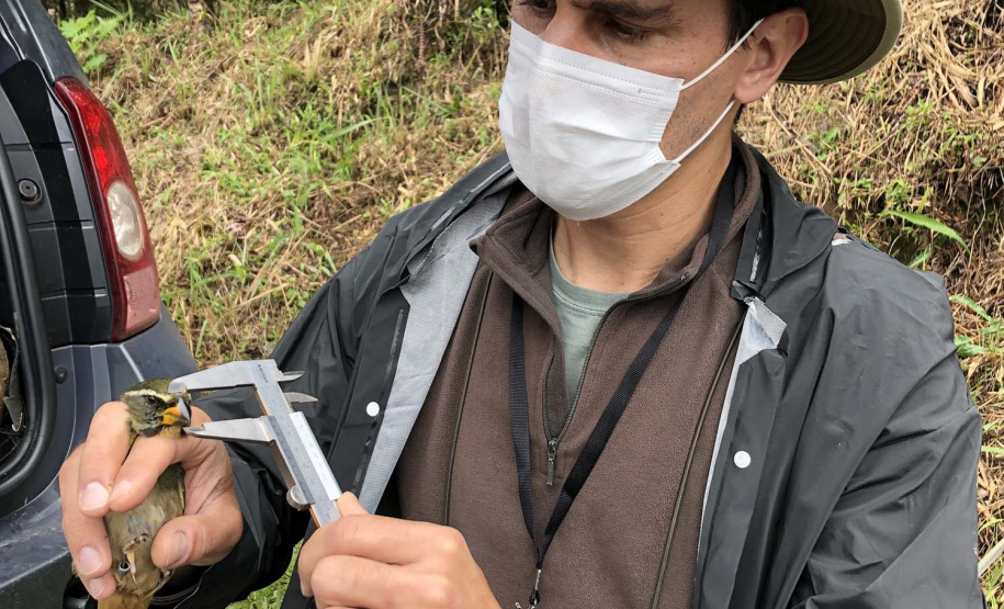 Uma equipe de biólogos que atua nos estudos exigidos pelo projeto da Nova Ferroeste iniciou na semana passada a quarta e última campanha da fauna, que faz o levantamento e identificação das espécies existentes nas áreas do traçado da ferrovia. Espécies endêmicas de anfíbios, anta, onça-parda, aves e animais ameaçados de extinção foram identificados na Serra do Mar, onde foram realizados os trabalhos.Foto: Heloísa Vieira/AEN