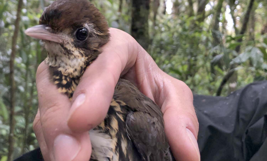 Uma equipe de biólogos que atua nos estudos exigidos pelo projeto da Nova Ferroeste iniciou na semana passada a quarta e última campanha da fauna, que faz o levantamento e identificação das espécies existentes nas áreas do traçado da ferrovia. Espécies endêmicas de anfíbios, anta, onça-parda, aves e animais ameaçados de extinção foram identificados na Serra do Mar, onde foram realizados os trabalhos.Foto: Heloísa Vieira/AEN