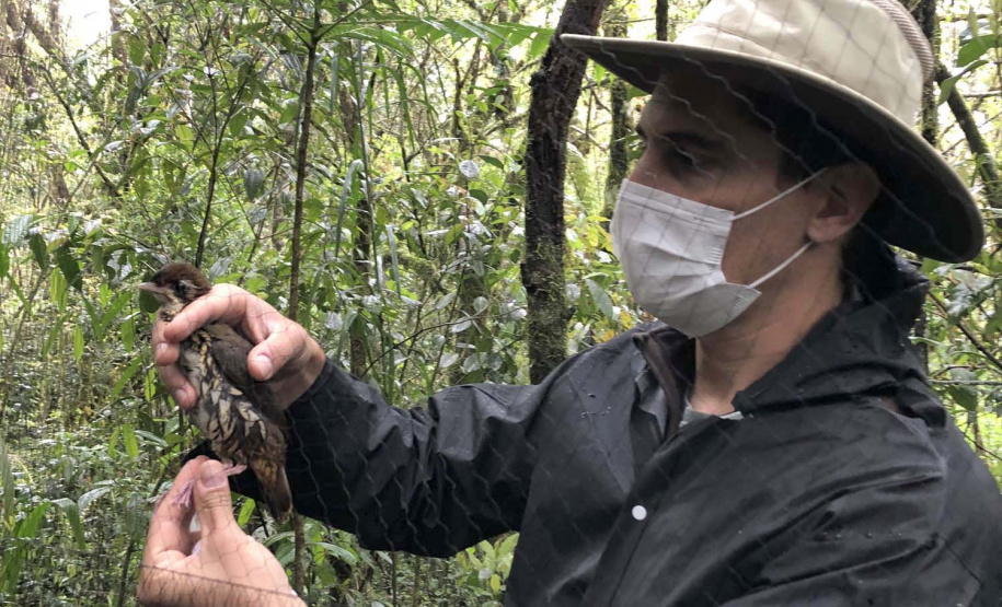 Uma equipe de biólogos que atua nos estudos exigidos pelo projeto da Nova Ferroeste iniciou na semana passada a quarta e última campanha da fauna, que faz o levantamento e identificação das espécies existentes nas áreas do traçado da ferrovia. Espécies endêmicas de anfíbios, anta, onça-parda, aves e animais ameaçados de extinção foram identificados na Serra do Mar, onde foram realizados os trabalhos.Foto: Heloísa Vieira/AEN