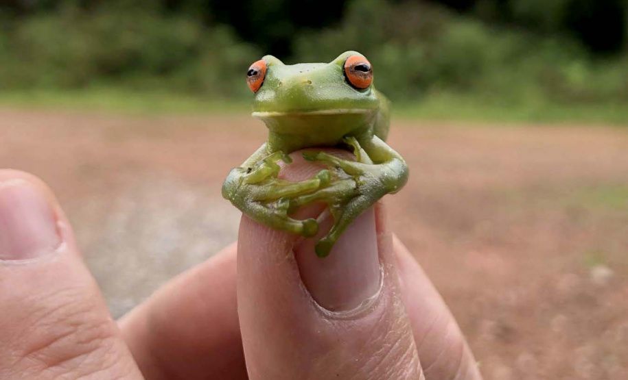 Uma equipe de biólogos que atua nos estudos exigidos pelo projeto da Nova Ferroeste iniciou na semana passada a quarta e última campanha da fauna, que faz o levantamento e identificação das espécies existentes nas áreas do traçado da ferrovia. Espécies endêmicas de anfíbios, anta, onça-parda, aves e animais ameaçados de extinção foram identificados na Serra do Mar, onde foram realizados os trabalhos.Foto: Heloísa Vieira/AEN