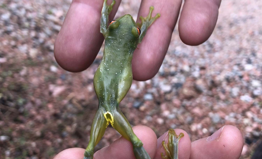 Uma equipe de biólogos que atua nos estudos exigidos pelo projeto da Nova Ferroeste iniciou na semana passada a quarta e última campanha da fauna, que faz o levantamento e identificação das espécies existentes nas áreas do traçado da ferrovia. Espécies endêmicas de anfíbios, anta, onça-parda, aves e animais ameaçados de extinção foram identificados na Serra do Mar, onde foram realizados os trabalhos.Foto: Heloísa Vieira/AEN