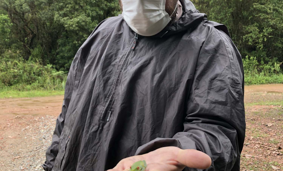 Uma equipe de biólogos que atua nos estudos exigidos pelo projeto da Nova Ferroeste iniciou na semana passada a quarta e última campanha da fauna, que faz o levantamento e identificação das espécies existentes nas áreas do traçado da ferrovia. Espécies endêmicas de anfíbios, anta, onça-parda, aves e animais ameaçados de extinção foram identificados na Serra do Mar, onde foram realizados os trabalhos.Foto: Heloísa Vieira/AEN