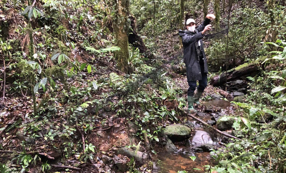 Uma equipe de biólogos que atua nos estudos exigidos pelo projeto da Nova Ferroeste iniciou na semana passada a quarta e última campanha da fauna, que faz o levantamento e identificação das espécies existentes nas áreas do traçado da ferrovia. Espécies endêmicas de anfíbios, anta, onça-parda, aves e animais ameaçados de extinção foram identificados na Serra do Mar, onde foram realizados os trabalhos.Foto: Heloísa Vieira/AEN