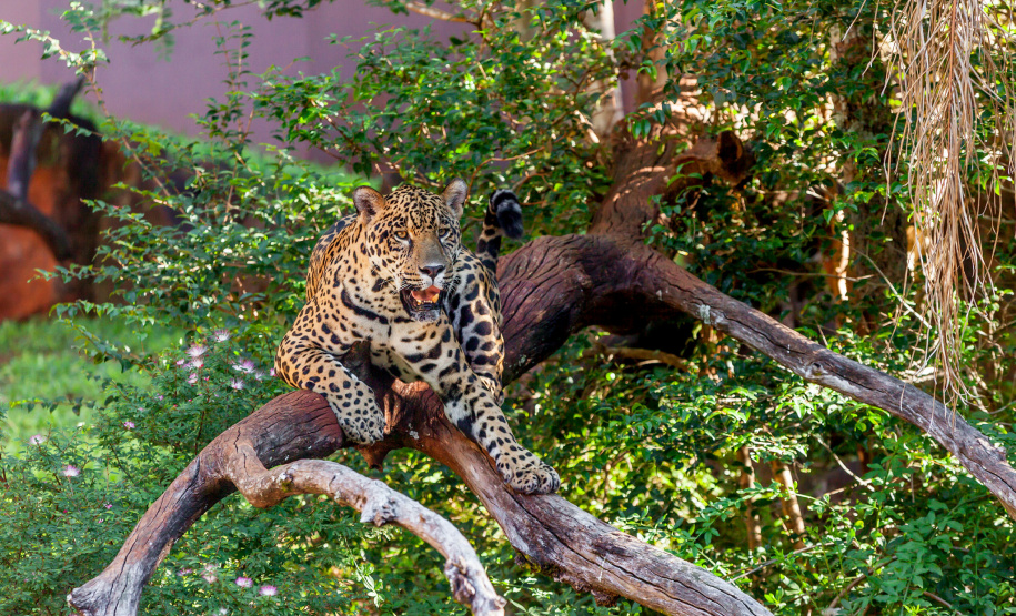 De olho no futuro, Itaipu aposta na parceria ambiental e de infraestrutura com o Paraná. Foto: Itaipu Binacional