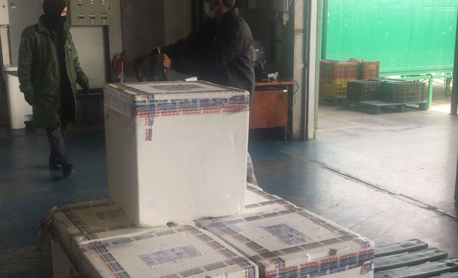 O Ministério da Saúde enviou ao Paraná 30.420 novas vacinas contra a Covid-19 nesta quarta-feira (27). As doses da Pfizer/BioNTech chegaram às 8h25, no voo LA4787, no Aeroporto Afonso Pena, em São José dos Pinhais, na Região Metropolitana de Curitiba. - Curitiba, 27/10/2021 - Foto: SESA