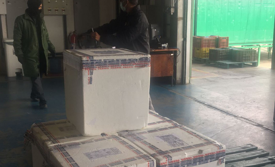 O Ministério da Saúde enviou ao Paraná 30.420 novas vacinas contra a Covid-19 nesta quarta-feira (27). As doses da Pfizer/BioNTech chegaram às 8h25, no voo LA4787, no Aeroporto Afonso Pena, em São José dos Pinhais, na Região Metropolitana de Curitiba. - Curitiba, 27/10/2021 - Foto: SESA