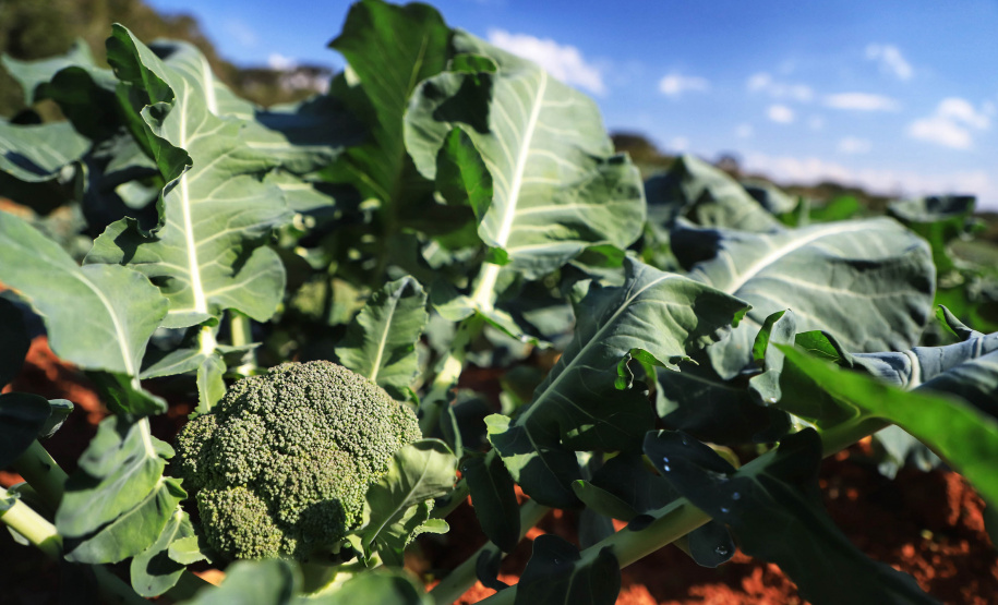 ORGÂNICOS DO SUL - Tijucas do Sul - Produtor Flavio Henrique Setim - 25/06/2021 - Foto: José Fernando Ogura/AEN