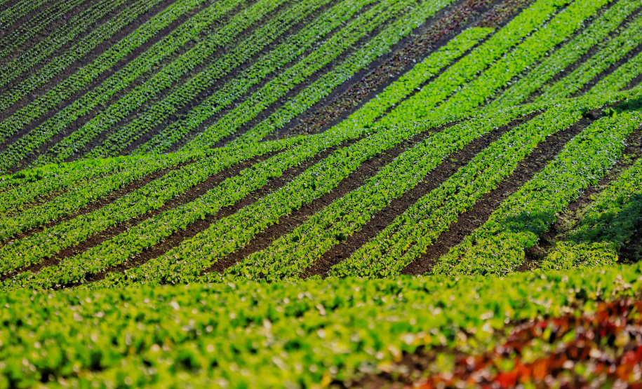 Cooperativa de orgânicos. Tijucas do Sul. Foto: José Fernando Ogura/AEN