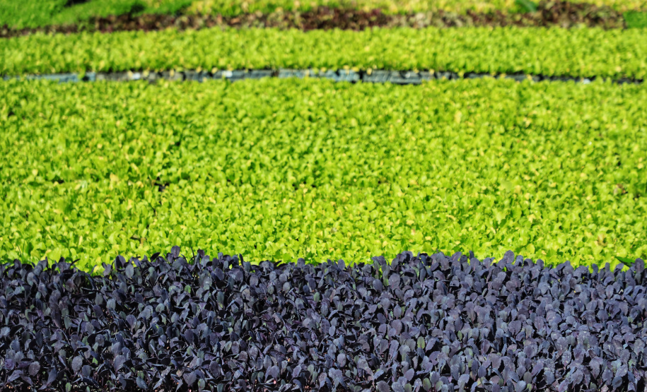 Cooperativa de orgânicos. Tijucas do Sul. Foto: José Fernando Ogura/AEN