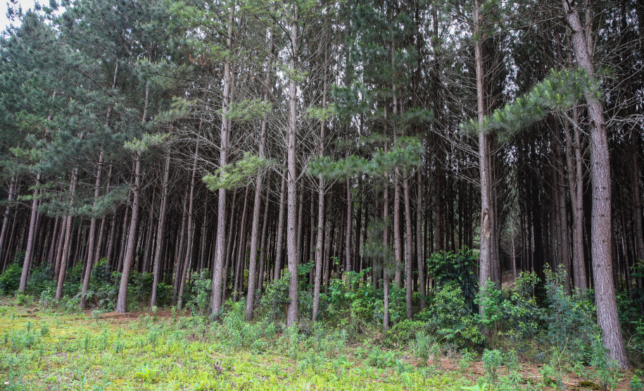 Pinus Mata Reflorestamento Pinus. Guarapuava, 16/10/2019 - Foto: Geraldo Bubniak/AEN