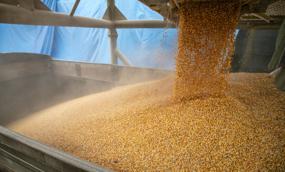 No Corredor de Exportação Leste do Porto de Paranaguá (Corex), duas operações em andamento chamam a atenção por fugirem da rotina do complexo portuário, pelo tipo de produto e modalidade de transporte adotado. A primeira pelo embarque de trigo para navegação interior (cabotagem). Outra, pelo sentido da carga e pela produtividade: 11 mil toneladas de milho de importação foram descarregadas em 24 horas. Foto: Claudio Neves/Portos do Paraná