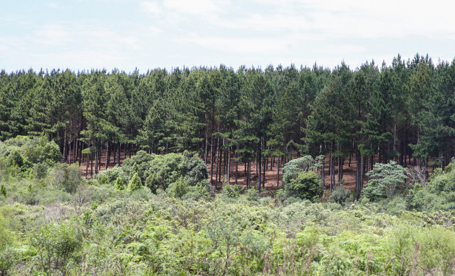 Instituto Água e Terra (IAT) promoveu nesta quinta-feira (28) o segundo curso de atualização florestal no I Workshop Florestal. Foto: Geraldo Bubniak/AEN