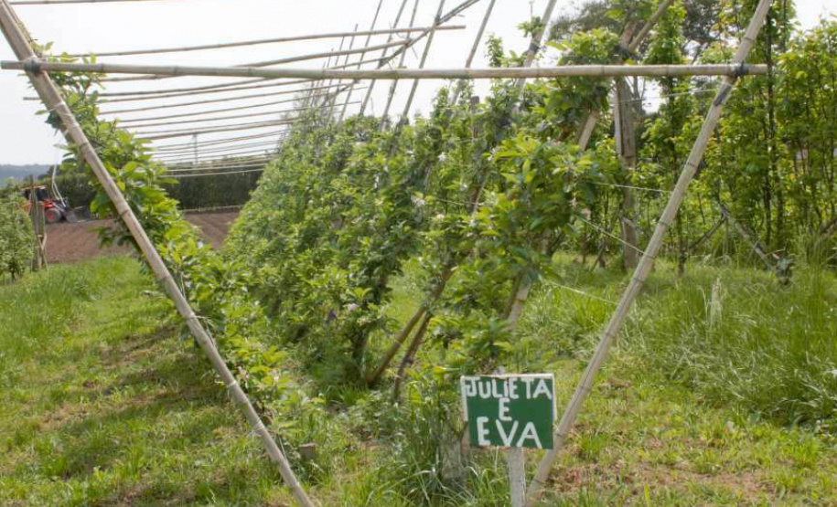 Aumentar a produção por área, facilitar a mecanização dos tratos culturais e da colheita, acrescentar mais qualidade aos frutos e reduzir custos de implantação e condução de pomares. Com esses objetivos, há mais de dois anos pesquisadores do IDR-Paraná (Instituto de Desenvolvimento Rural do Paraná ? Iapar-Emater) avaliam técnicas alternativas de condução de macieiras na unidade de pesquisa de Palmas, no Sul do Estado. - Curitiba, 29/10/2021 - Foto: IDR-PARANÁ