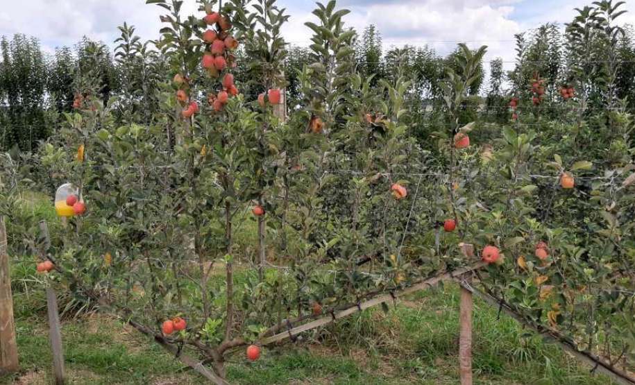 Aumentar a produção por área, facilitar a mecanização dos tratos culturais e da colheita, acrescentar mais qualidade aos frutos e reduzir custos de implantação e condução de pomares. Com esses objetivos, há mais de dois anos pesquisadores do IDR-Paraná (Instituto de Desenvolvimento Rural do Paraná ? Iapar-Emater) avaliam técnicas alternativas de condução de macieiras na unidade de pesquisa de Palmas, no Sul do Estado. - Curitiba, 29/10/2021 - Foto: IDR-PARANÁ