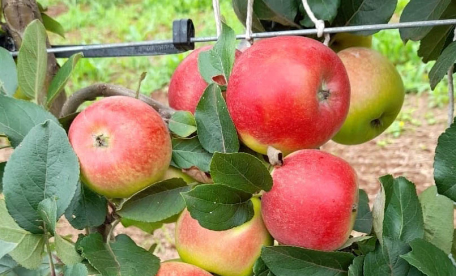 Aumentar a produção por área, facilitar a mecanização dos tratos culturais e da colheita, acrescentar mais qualidade aos frutos e reduzir custos de implantação e condução de pomares. Com esses objetivos, há mais de dois anos pesquisadores do IDR-Paraná (Instituto de Desenvolvimento Rural do Paraná ? Iapar-Emater) avaliam técnicas alternativas de condução de macieiras na unidade de pesquisa de Palmas, no Sul do Estado. - Curitiba, 29/10/2021 - Foto: IDR-PARANÁ