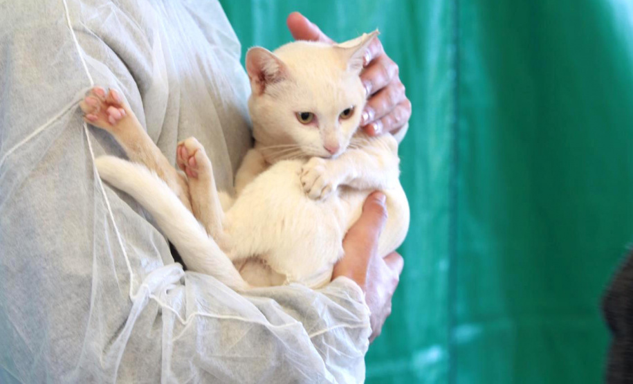 Sedest promove campanha de conscientização ao câncer de próstata em pets - Curitiba, 02/11/2021 - Foto: Alessandro Vieira/SEDEST