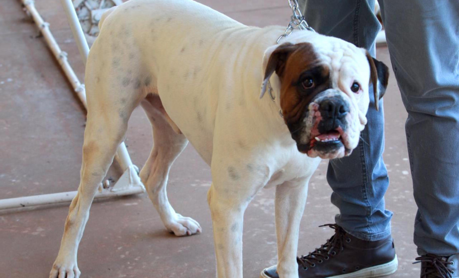 Sedest promove campanha de conscientização ao câncer de próstata em pets - Curitiba, 02/11/2021 - Foto: Alessandro Vieira/SEDEST