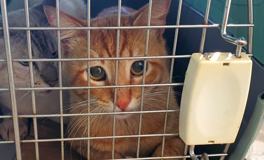 CastraPet Paraná percorre 17 cidades em novembro; confira a agenda - Foto: SEDEST