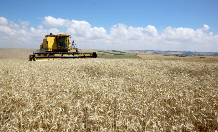 Trigo chega à reta final da colheita com preços em alta. Foto:Jaelson Lucas / AEN