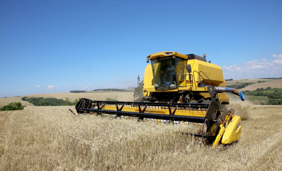 Trigo chega à reta final da colheita com preços em alta. Foto:Jaelson Lucas / AEN