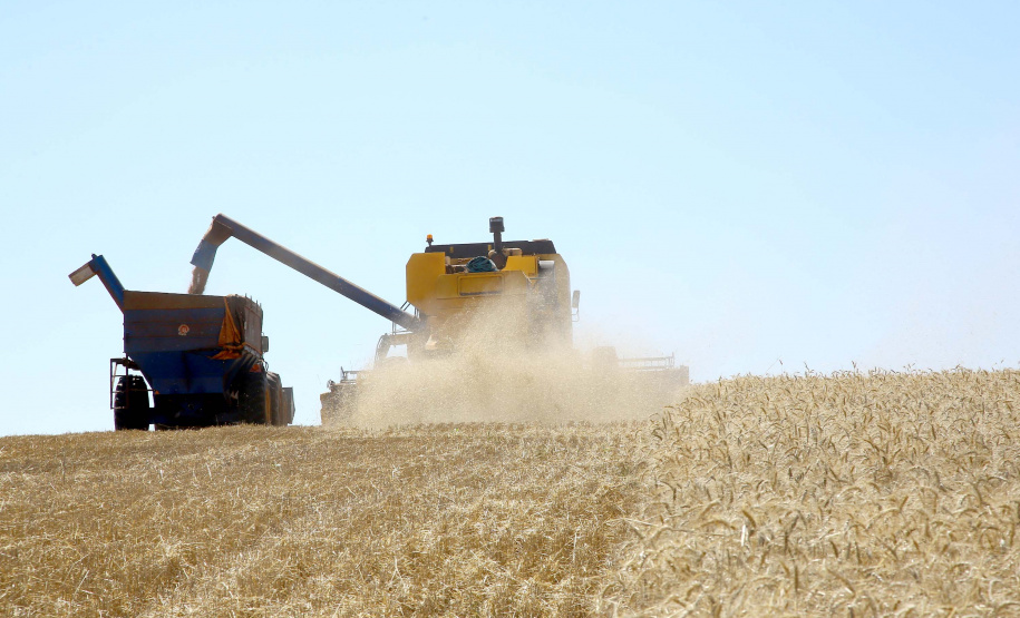 Trigo chega à reta final da colheita com preços em alta. Foto:Jaelson Lucas / AEN