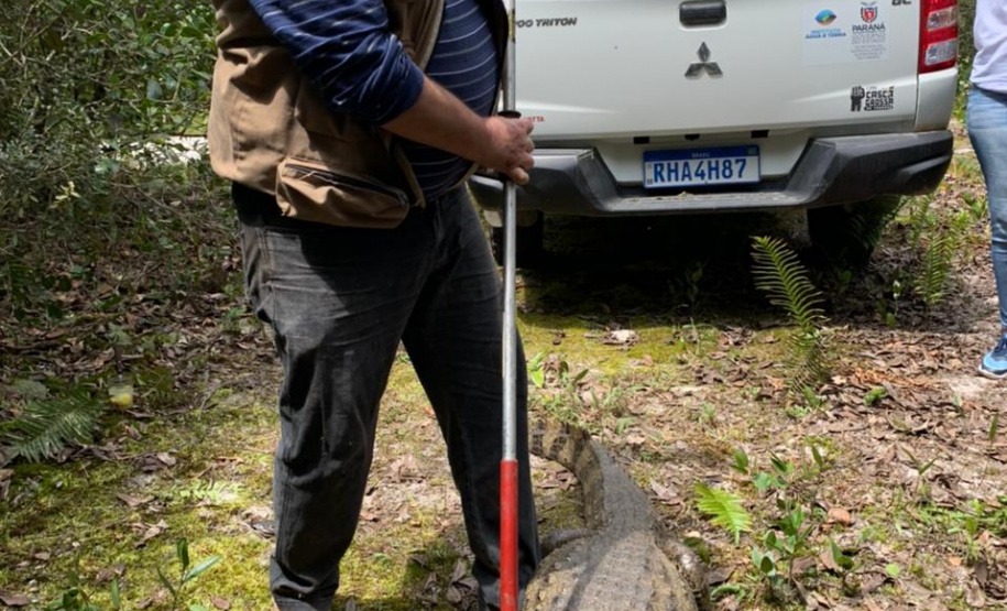 IAT resgata jacaré-do-papo-amarelo de canal em Matinhos. Foto: IAT