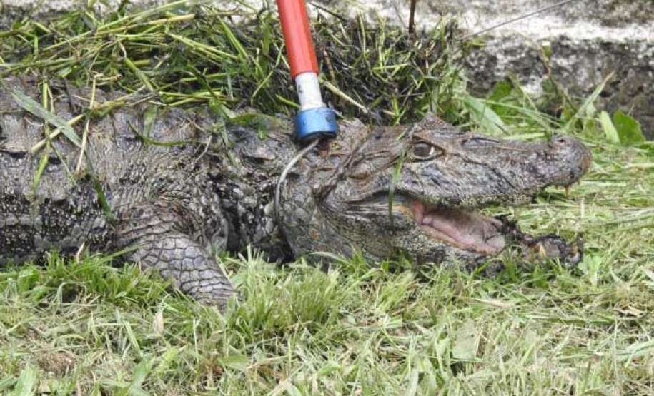 IAT resgata jacaré-do-papo-amarelo de canal em Matinhos. Foto: Prefeitura de Matinhos - IAT