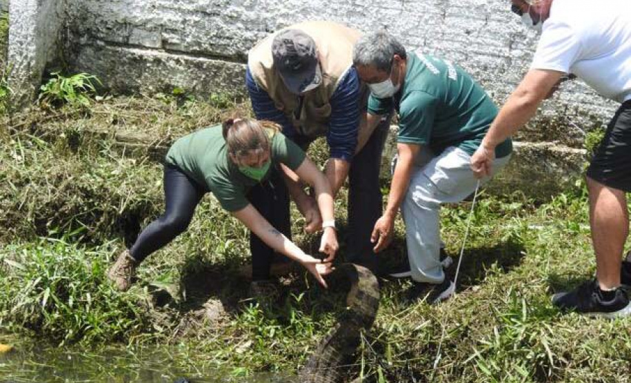 IAT resgata jacaré-do-papo-amarelo de canal em Matinhos. Foto: IAT