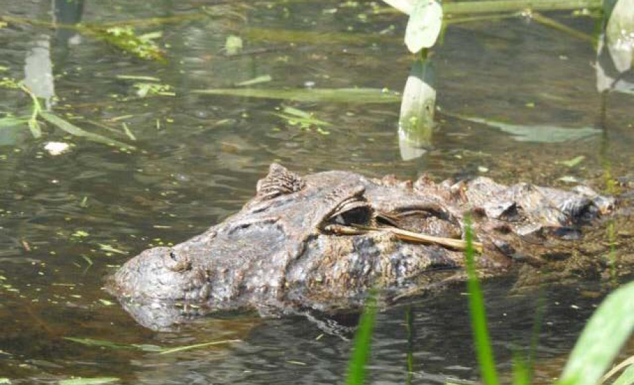IAT resgata jacaré-do-papo-amarelo de canal em Matinhos. Foto: IAT