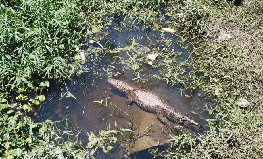 IAT resgata jacaré-do-papo-amarelo de canal em Matinhos. Foto: IAT