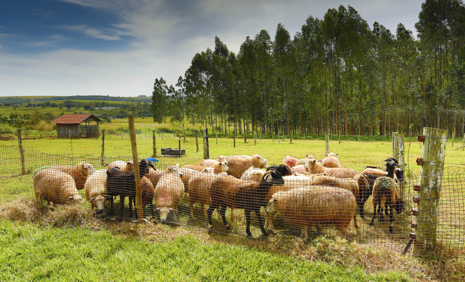 Fazenda de Umuarama é espaço para Ensino, Pesquisa e Extensão .Foto: UEM