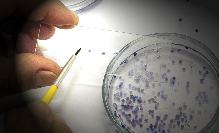 Pesquisa é ponto forte na UEM, inserindo-a como uma das melhores universidades da América Latina .Foto: UEM