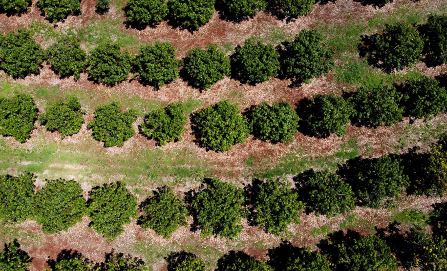 Plantação de manga -  Curitiba, 08/11/2021 - Foto: Ari Dias/AEN