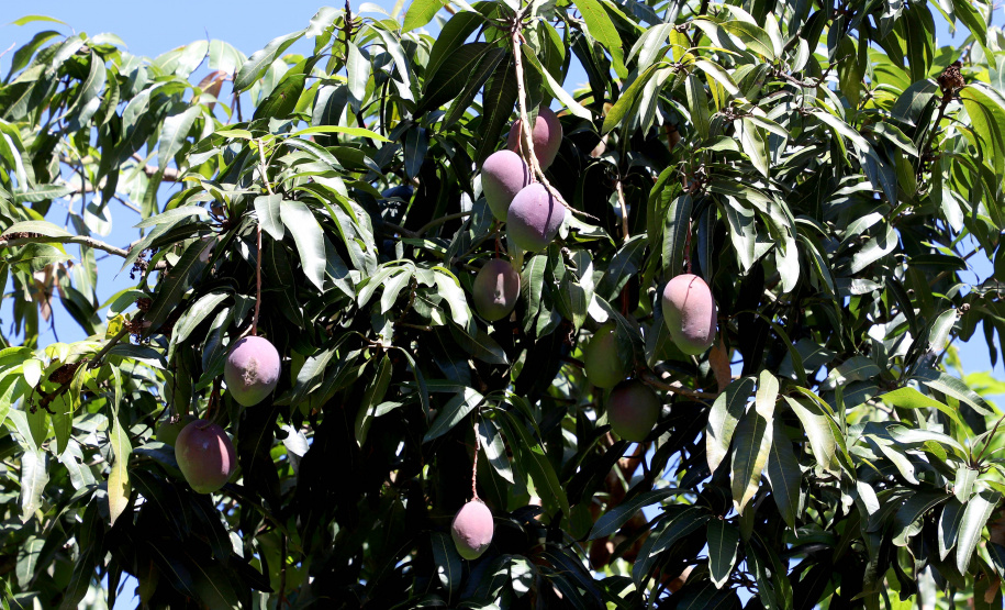 Plantação de manga -  Curitiba, 08/11/2021 - Foto: Ari Dias/AEN