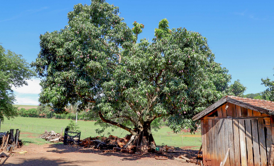 Plantação de manga -  Curitiba, 08/11/2021 - Foto: Ari Dias/AEN