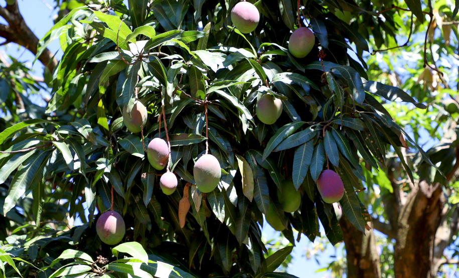 Plantação de manga -  Curitiba, 08/11/2021 - Foto: Ari Dias/AEN