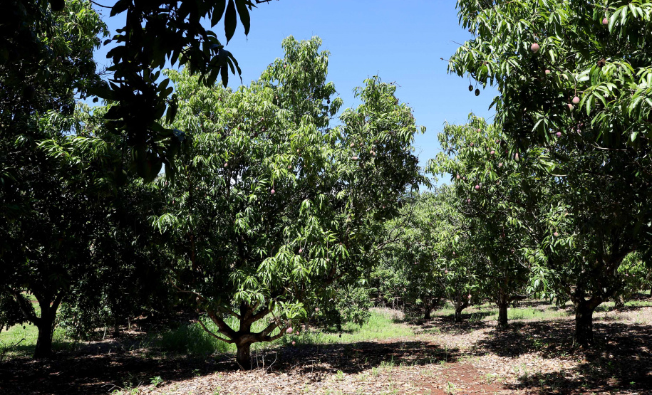 Plantação de manga -  Curitiba, 08/11/2021 - Foto: Ari Dias/AEN