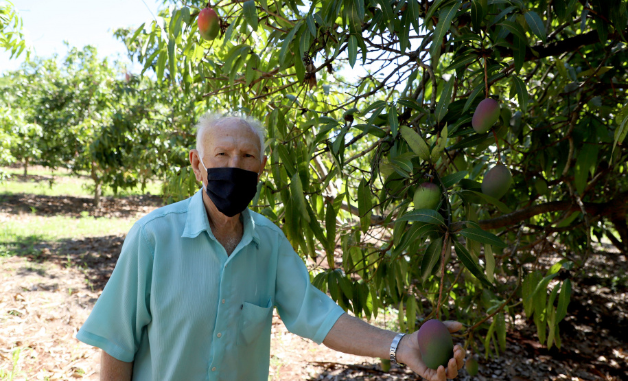 Plantação de manga -  Curitiba, 08/11/2021 - Foto: Ari Dias/AEN