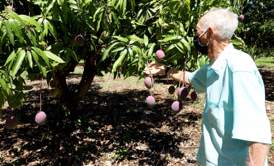 Plantação de manga -  Curitiba, 08/11/2021 - Foto: Ari Dias/AEN