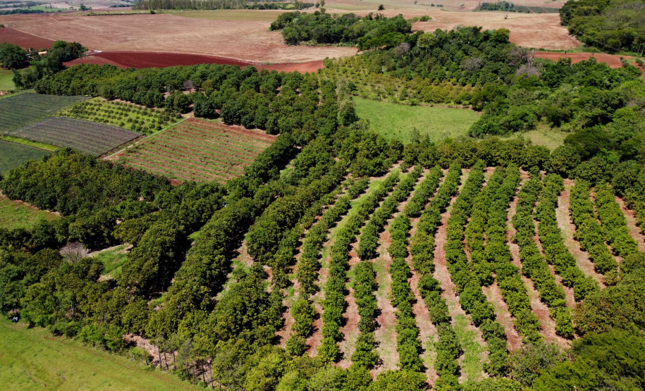 Plantação de manga -  Curitiba, 08/11/2021 - Foto: Ari Dias/AEN