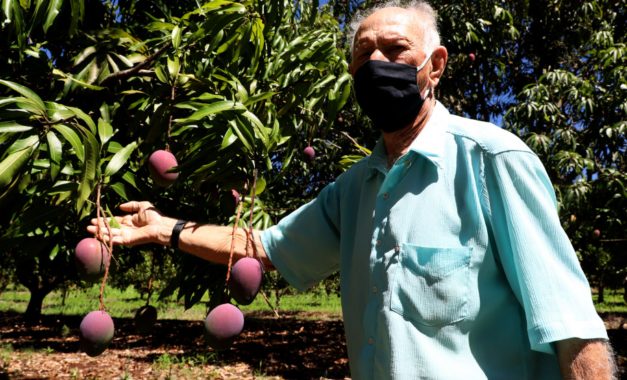 Plantação de manga -  Curitiba, 08/11/2021 - Foto: Ari Dias/AEN