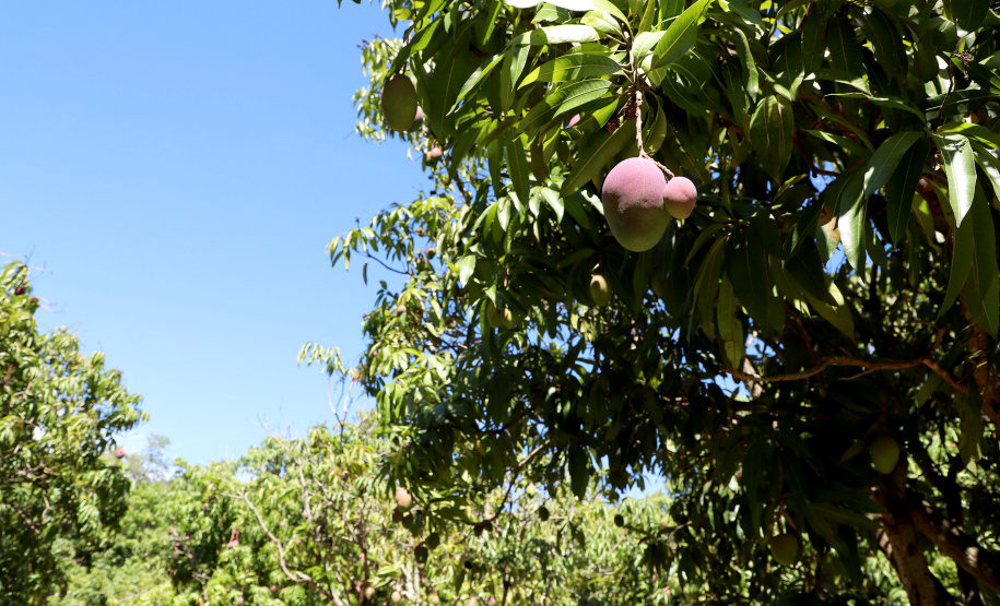 Plantação de manga -  Curitiba, 08/11/2021 - Foto: Ari Dias/AEN