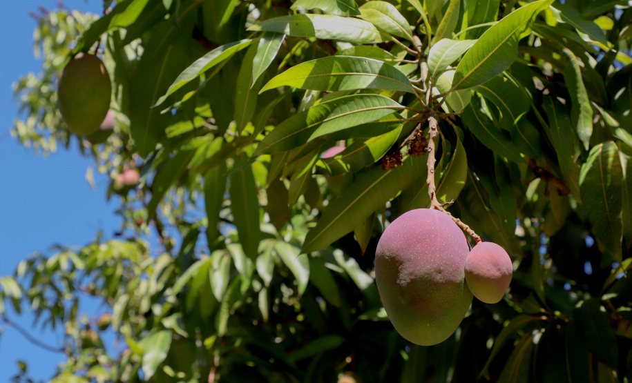Plantação de manga -  Curitiba, 08/11/2021 - Foto: Ari Dias/AEN