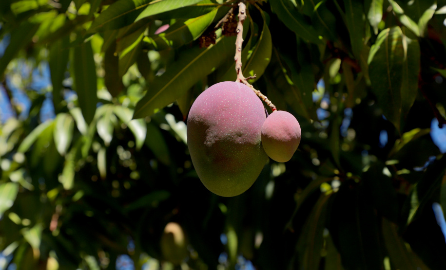 Plantação de manga -  Curitiba, 08/11/2021 - Foto: Ari Dias/AEN