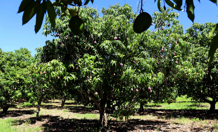 Plantação de manga -  Curitiba, 08/11/2021 - Foto: Ari Dias/AEN