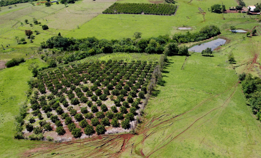 Plantação de manga -  Curitiba, 08/11/2021 - Foto: Ari Dias/AEN