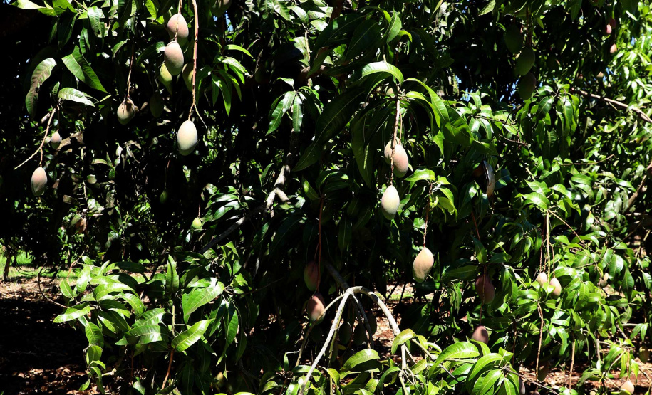 Plantação de manga -  Curitiba, 08/11/2021 - Foto: Ari Dias/AEN