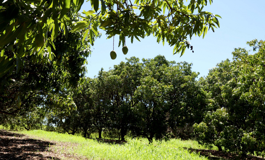 Plantação de manga -  Curitiba, 08/11/2021 - Foto: Ari Dias/AEN