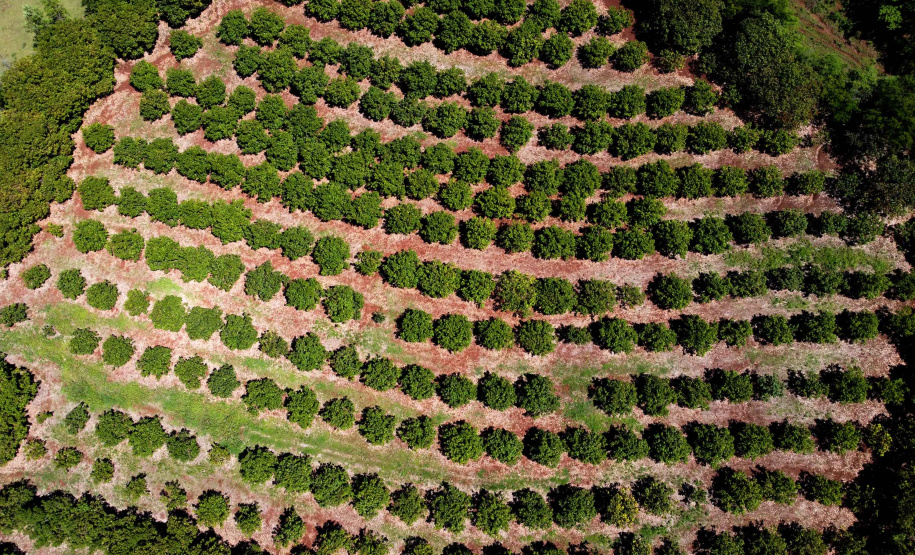 Plantação de manga -  Curitiba, 08/11/2021 - Foto: Ari Dias/AEN